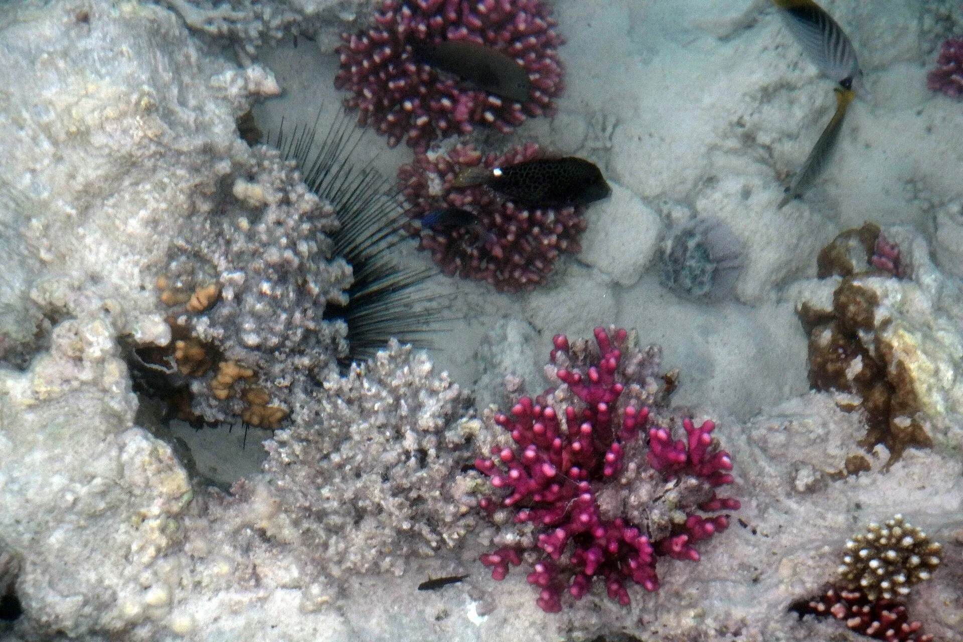 Colourful coral reef in the clear Red Sea waters off Hurghada