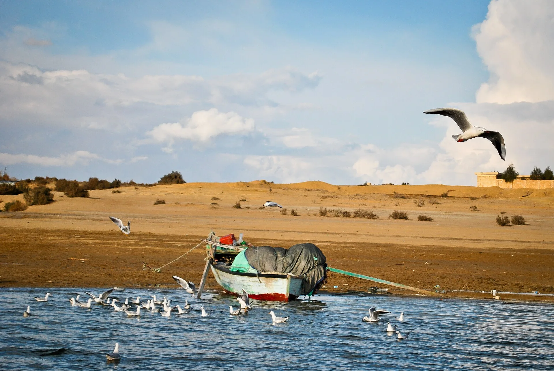 Fishing boat and seagulls on the lake at Wadi El Rayan, Fayoum