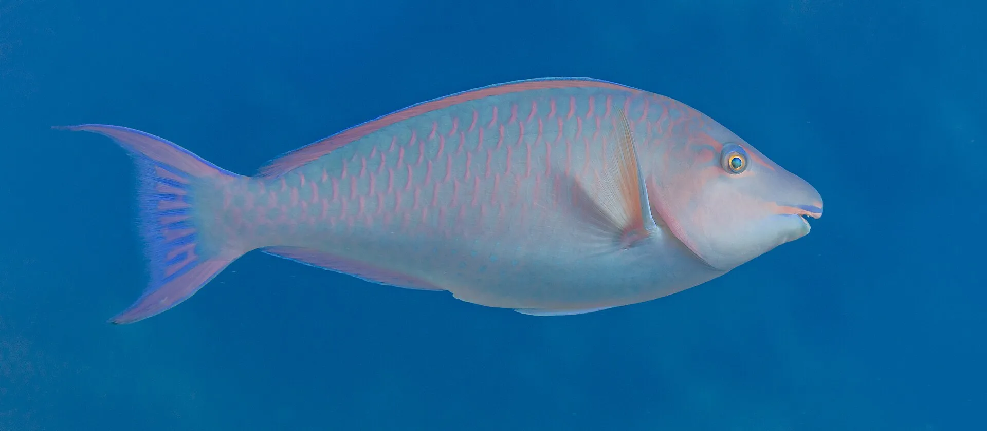 Longnose parrotfish swimming above a coral reef near Dahab's Red Sea coast